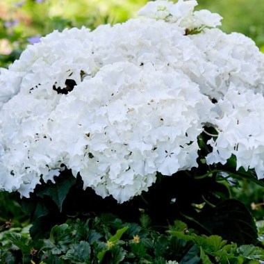 member_innovation_00000021_2_large — kopiya86 — копия